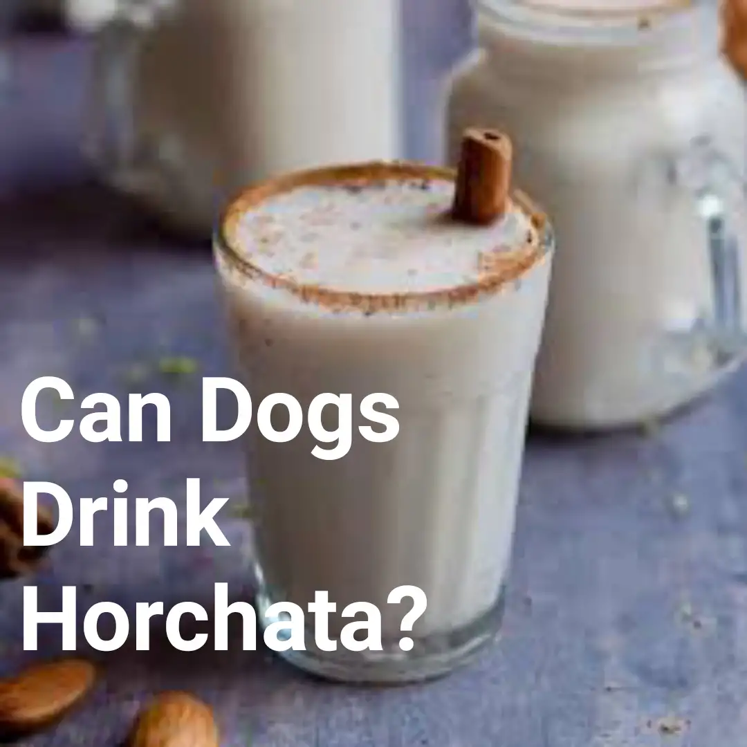 Can Dogs Drink Horchata?