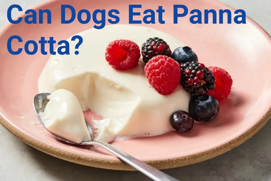 Can Dogs Eat Panna Cotta?