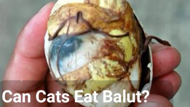 Can Cats Eat Balut? (Benefits and Drawbacks)